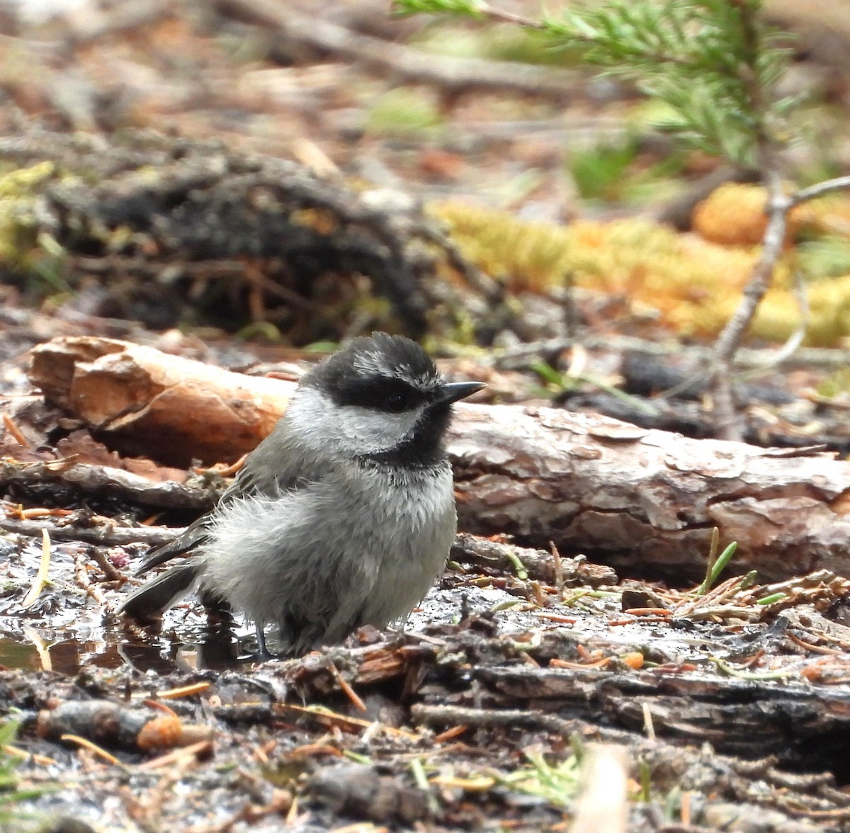 Mountain Chickadee - ML639431073