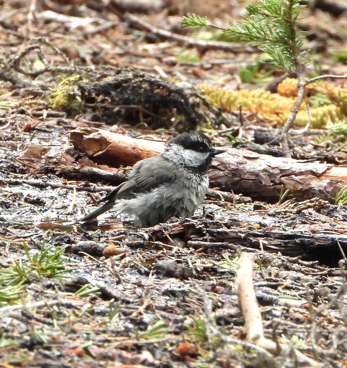 Mountain Chickadee - ML639431074