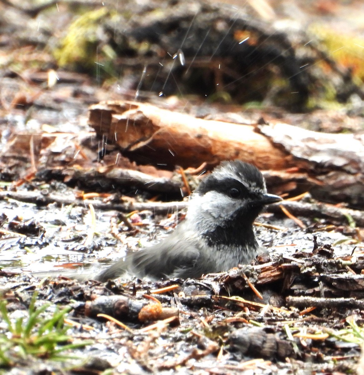 Mountain Chickadee - ML639431075
