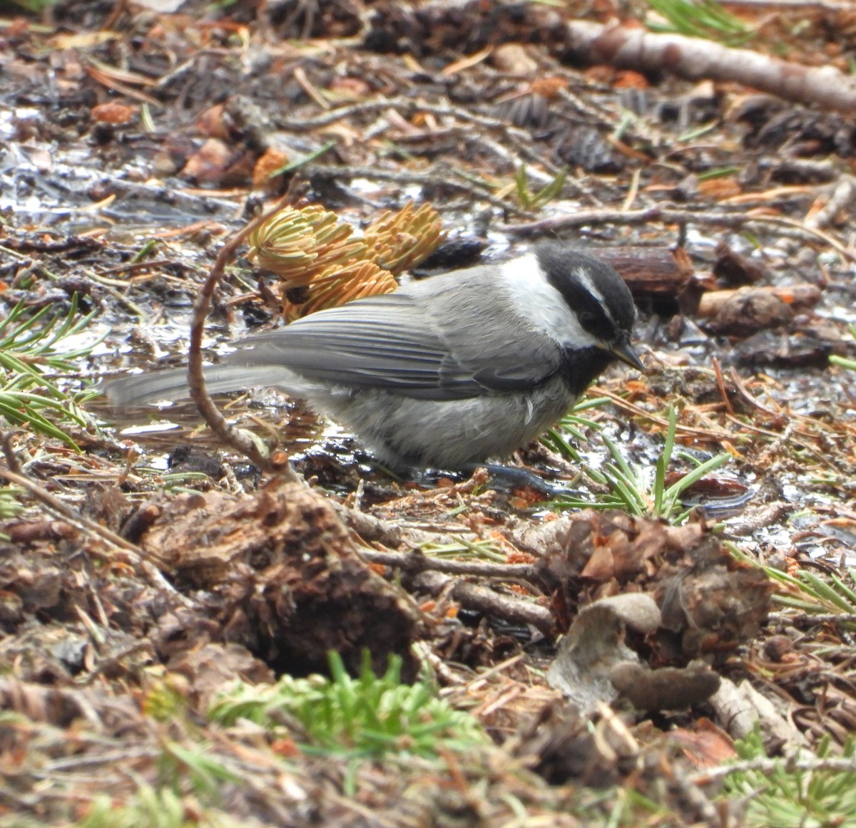 Mountain Chickadee - ML639431078