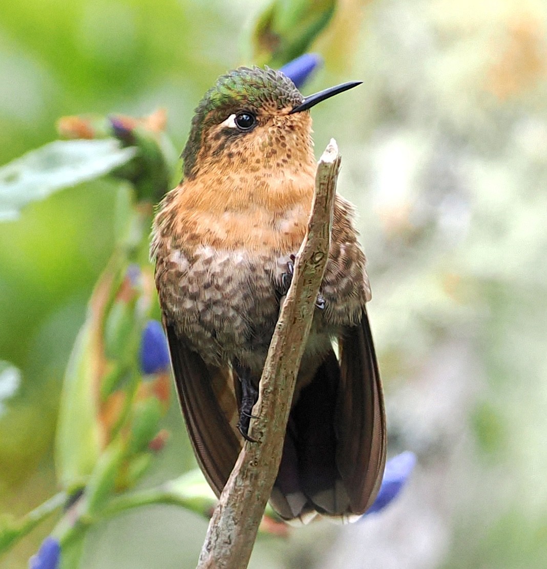 Perija Metaltail - ML639431083