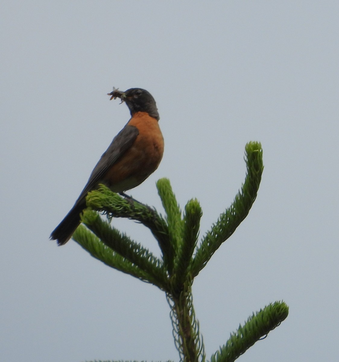 American Robin - ML639431107