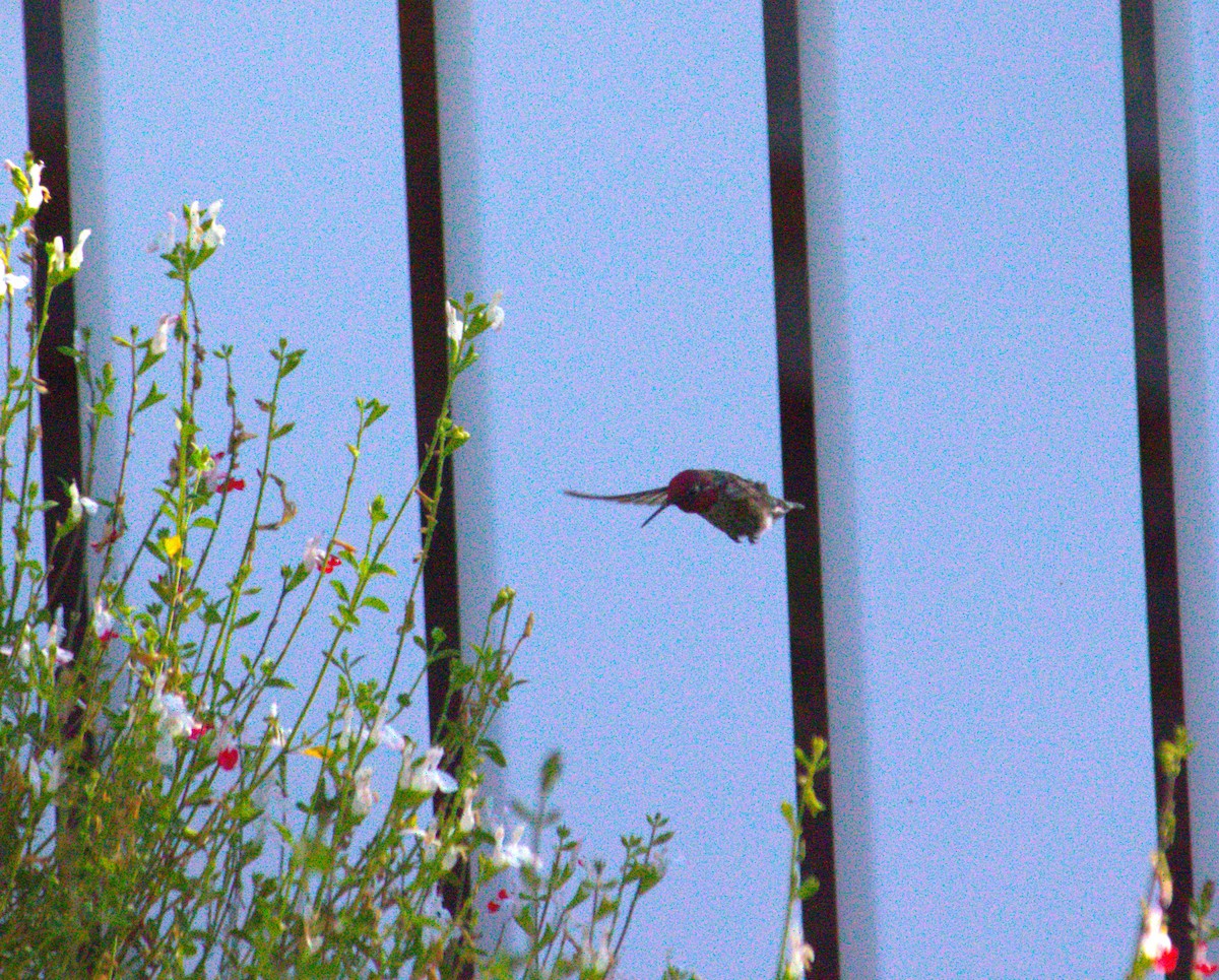 Anna's Hummingbird - ML639431128