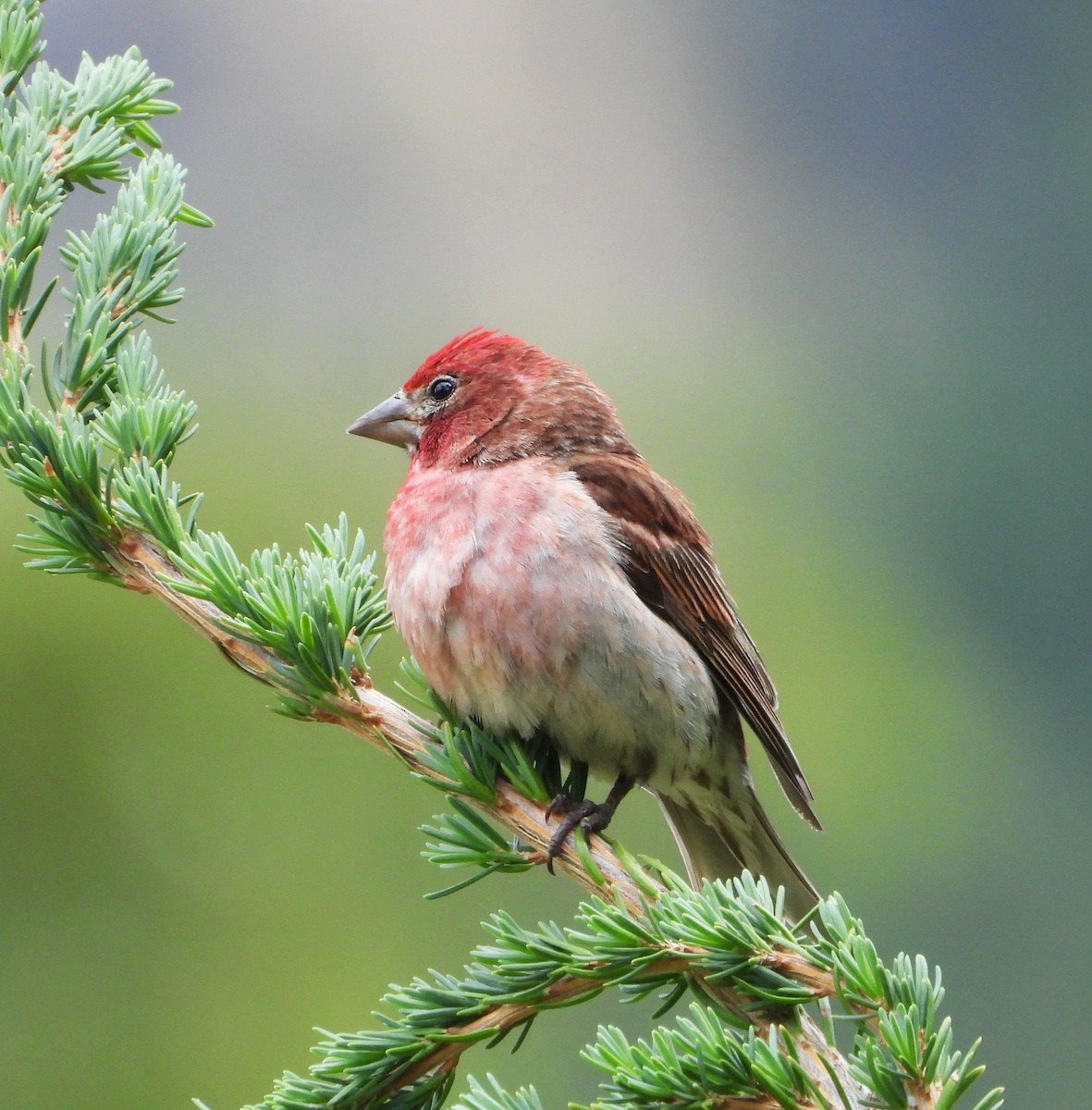 Cassin's Finch - ML639431148