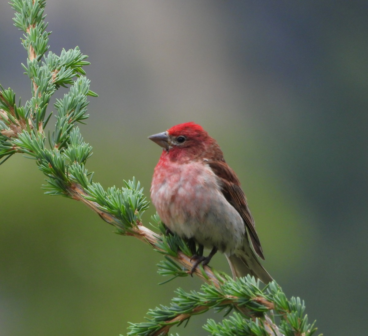 Cassin's Finch - ML639431149