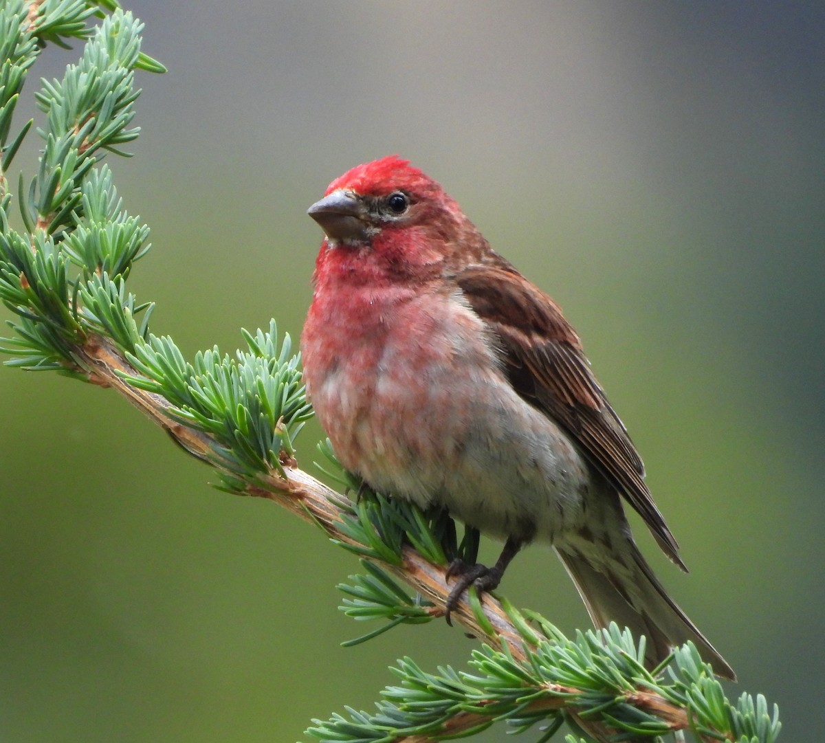 Cassin's Finch - ML639431150