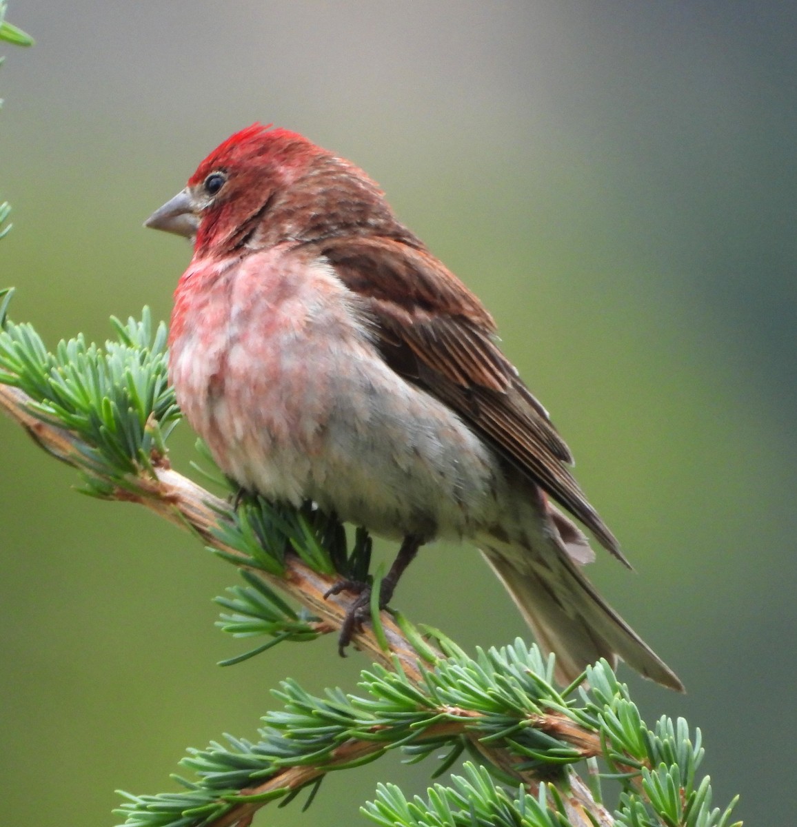 Cassin's Finch - ML639431151