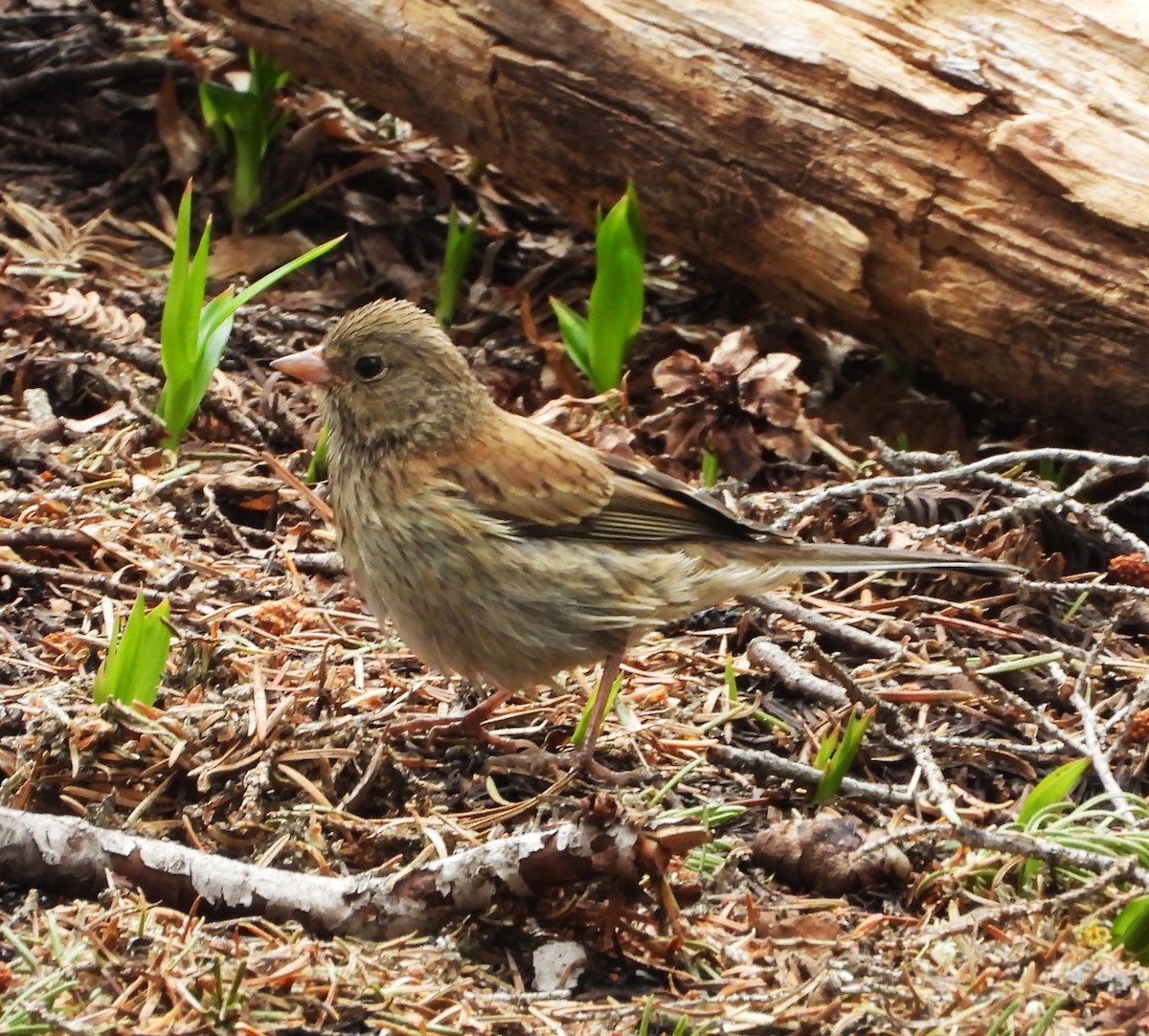 Dark-eyed Junco - ML639431171
