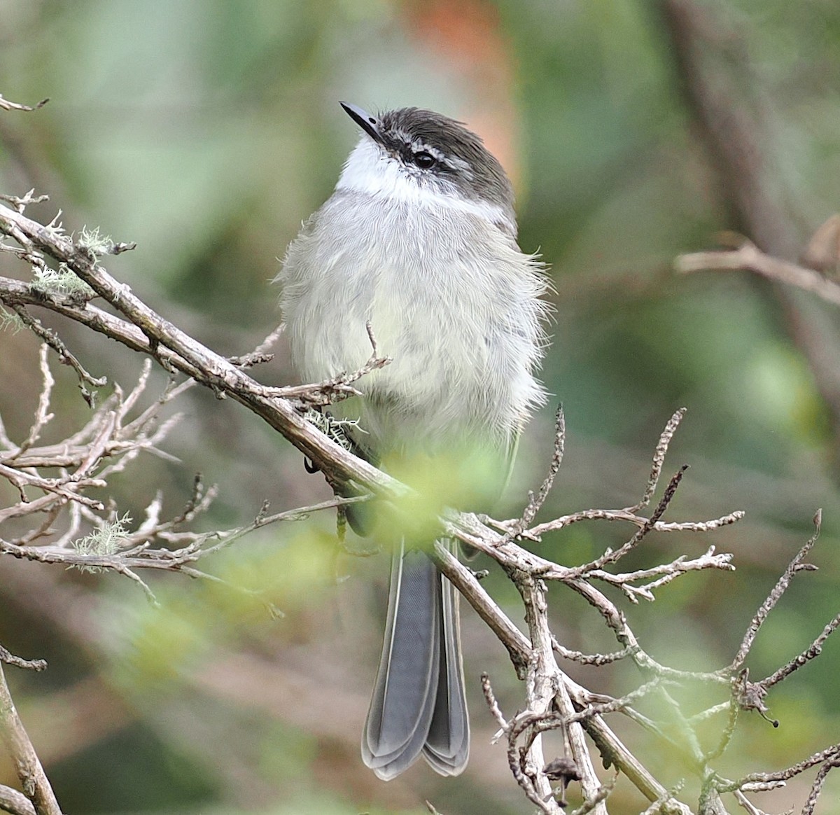 White-throated Tyrannulet - ML639431189