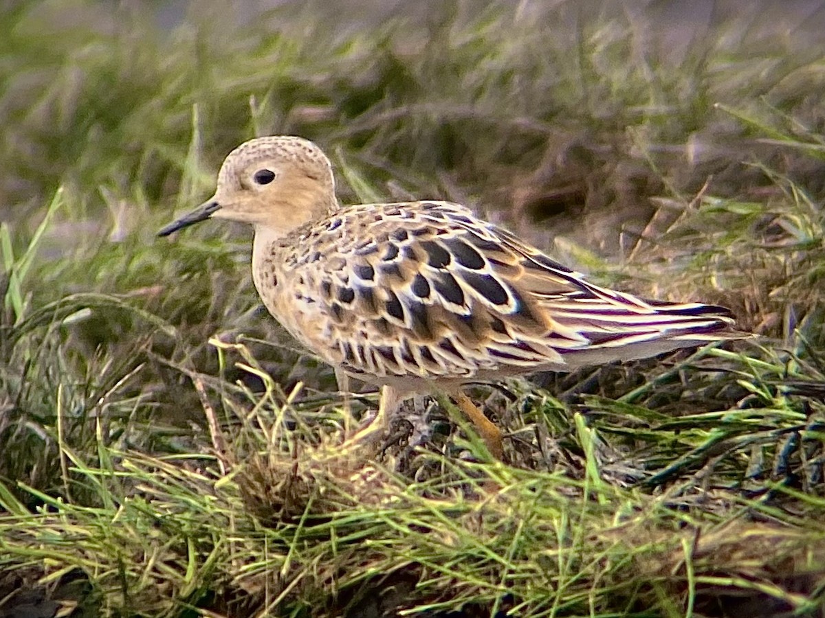 Buff-breasted Sandpiper - ML639431205