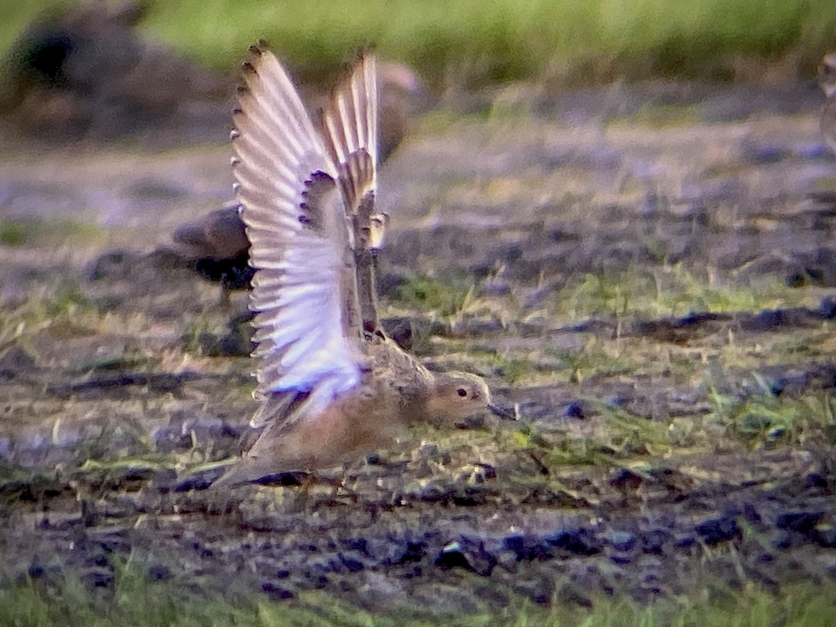 Buff-breasted Sandpiper - ML639431206