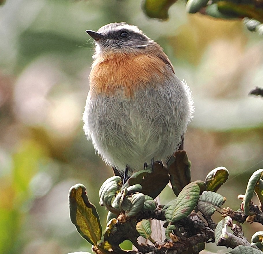 Rufous-breasted Chat-Tyrant - ML639431217