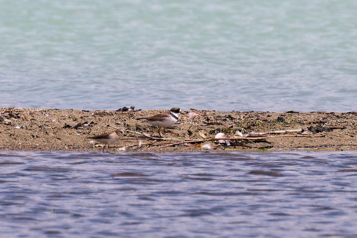 Пісочник канадський - ML639431255