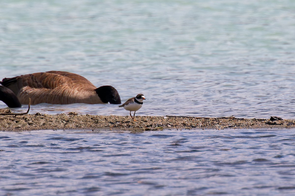 Пісочник канадський - ML639431256