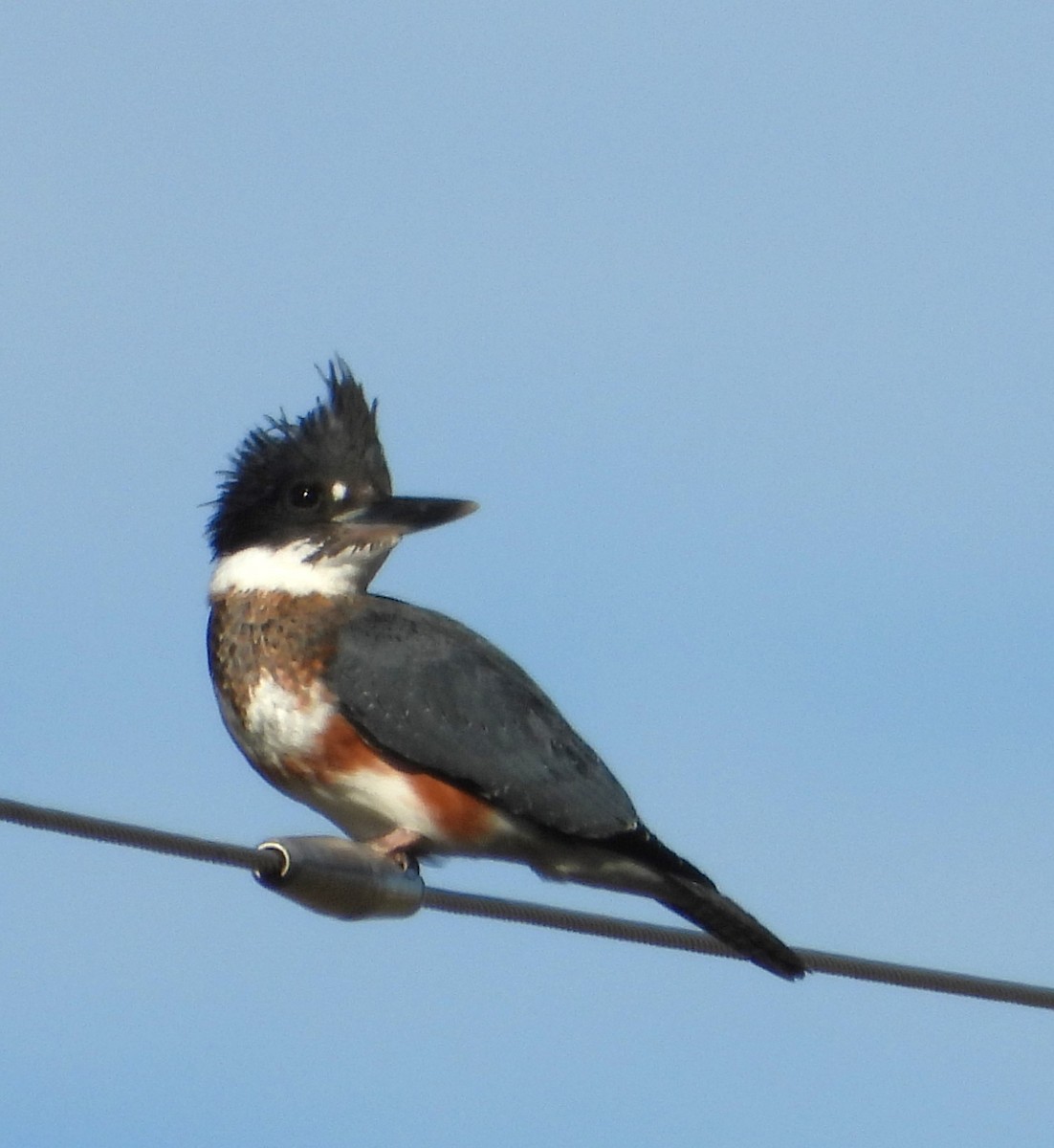 Belted Kingfisher - ML639431266