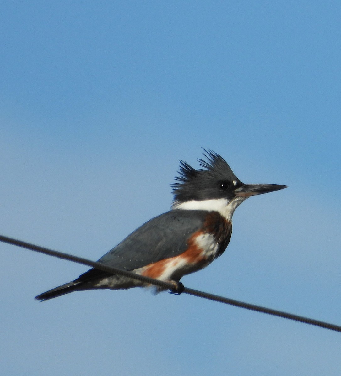 Belted Kingfisher - ML639431267