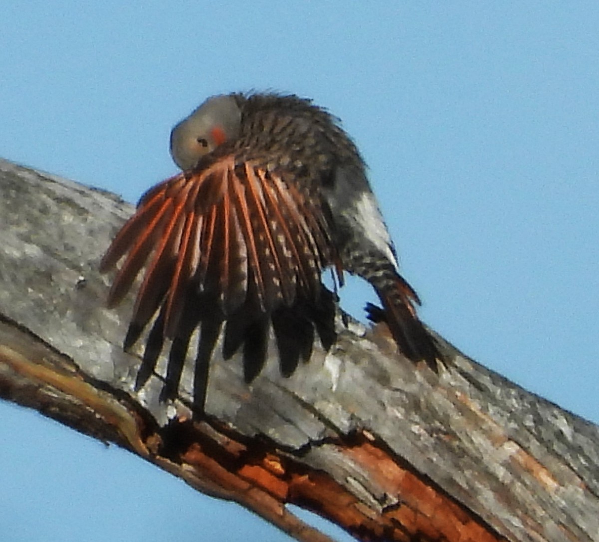 Northern Flicker - ML639431274