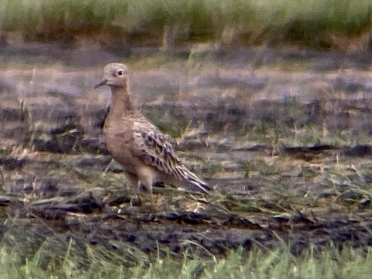 Buff-breasted Sandpiper - ML639431277