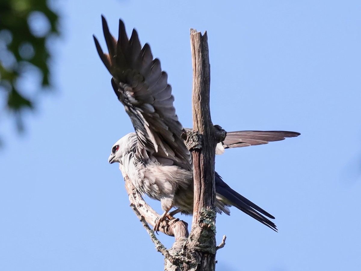 Mississippi Kite - ML639431344