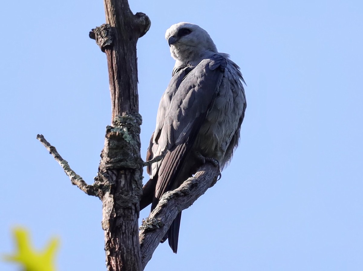Mississippi Kite - ML639431345