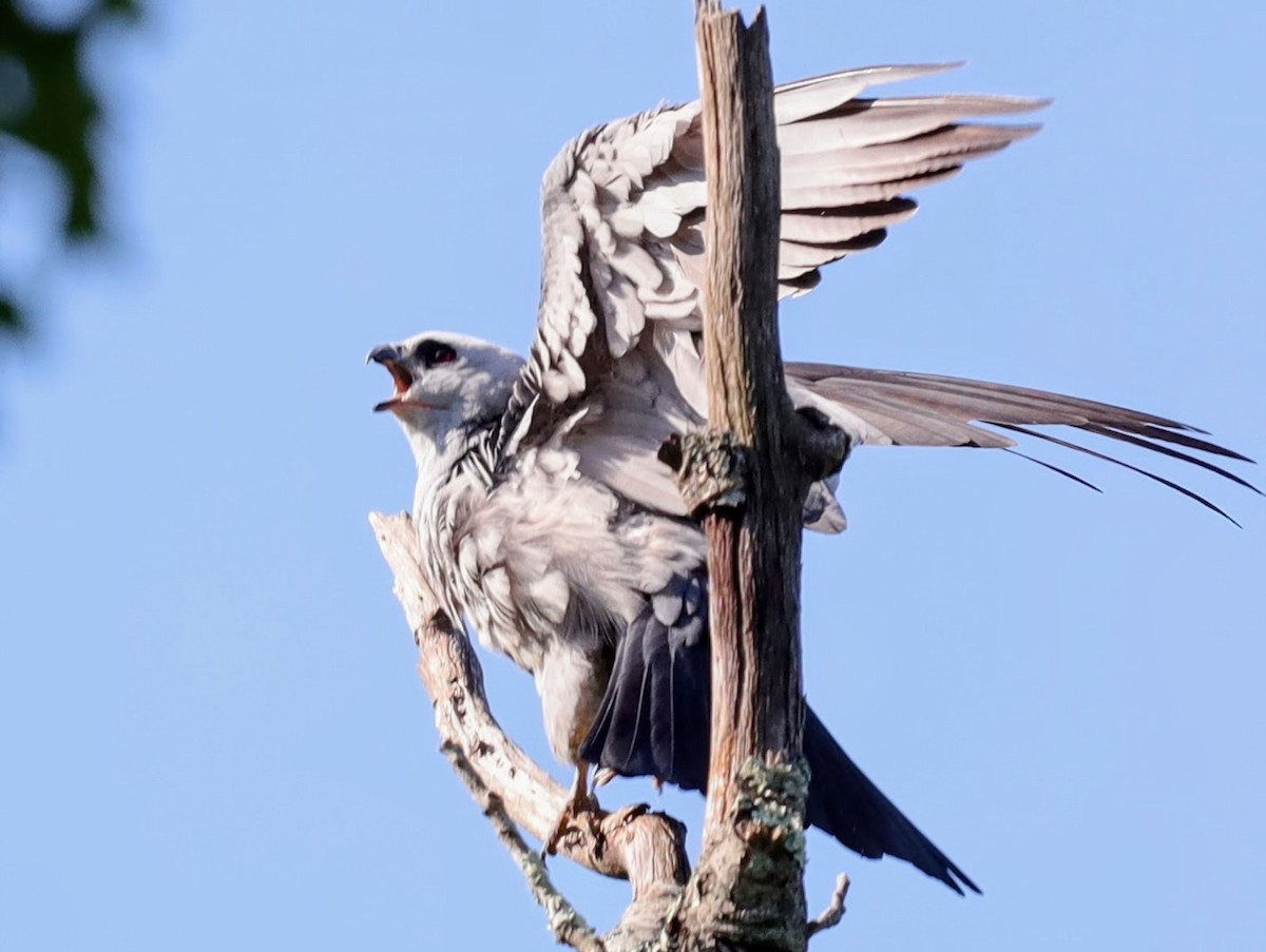 Mississippi Kite - ML639431347