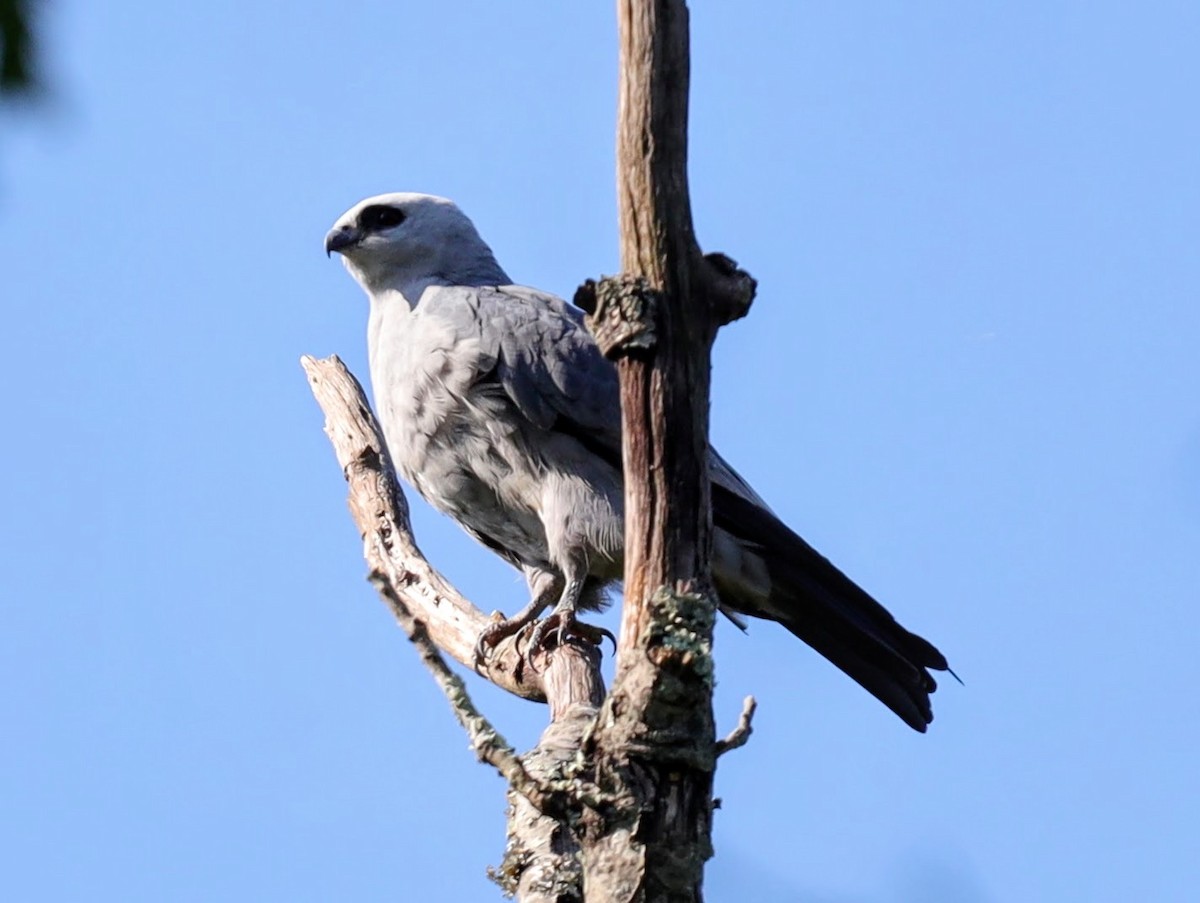 Mississippi Kite - ML639431348