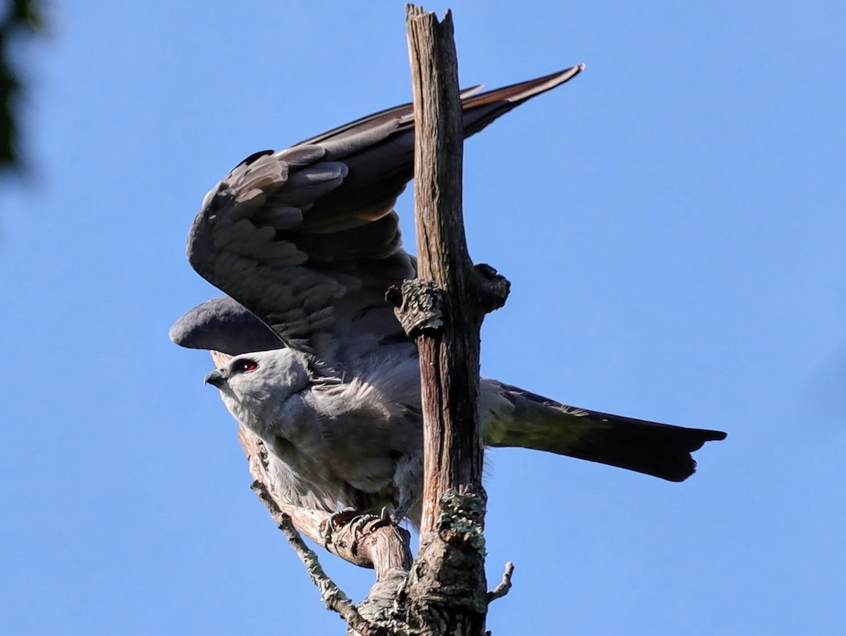 Mississippi Kite - ML639431349