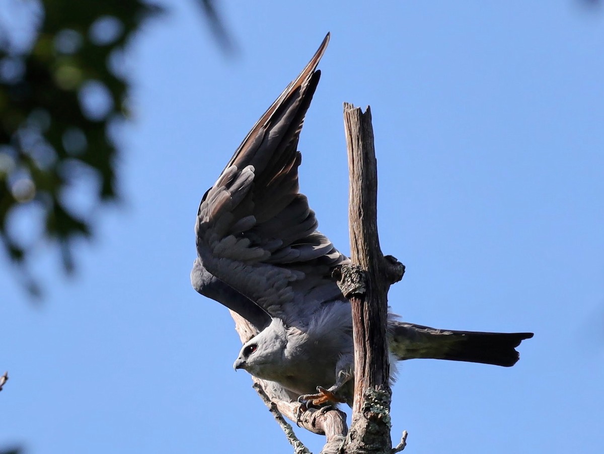 Mississippi Kite - ML639431350