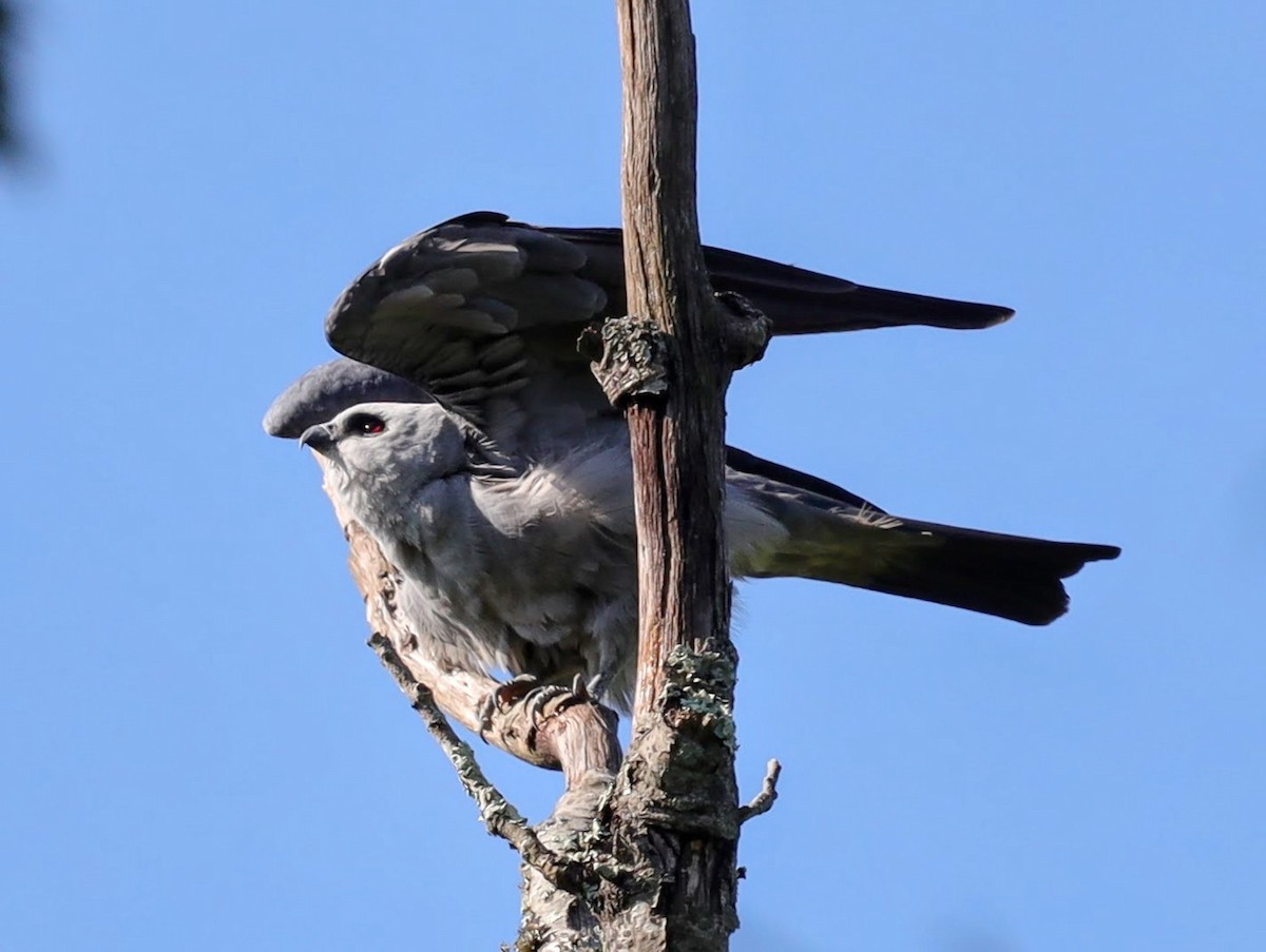 Mississippi Kite - ML639431351