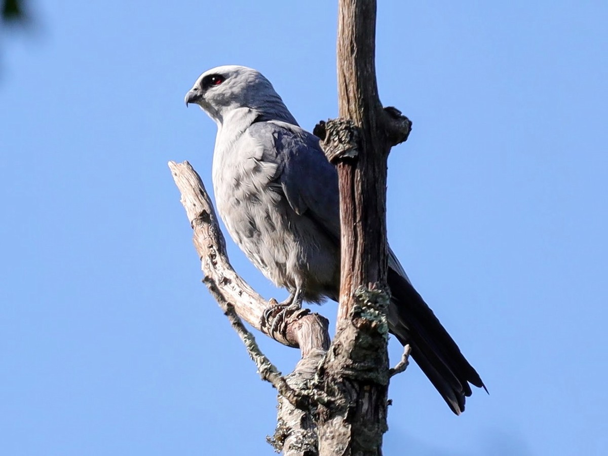 Mississippi Kite - ML639431352
