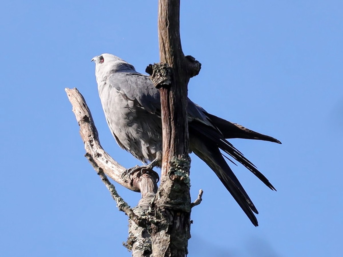 Mississippi Kite - ML639431353