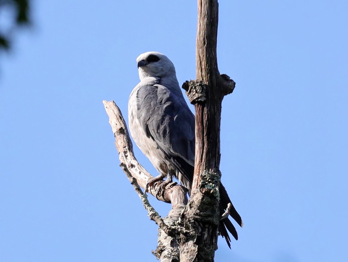 Mississippi Kite - ML639431354