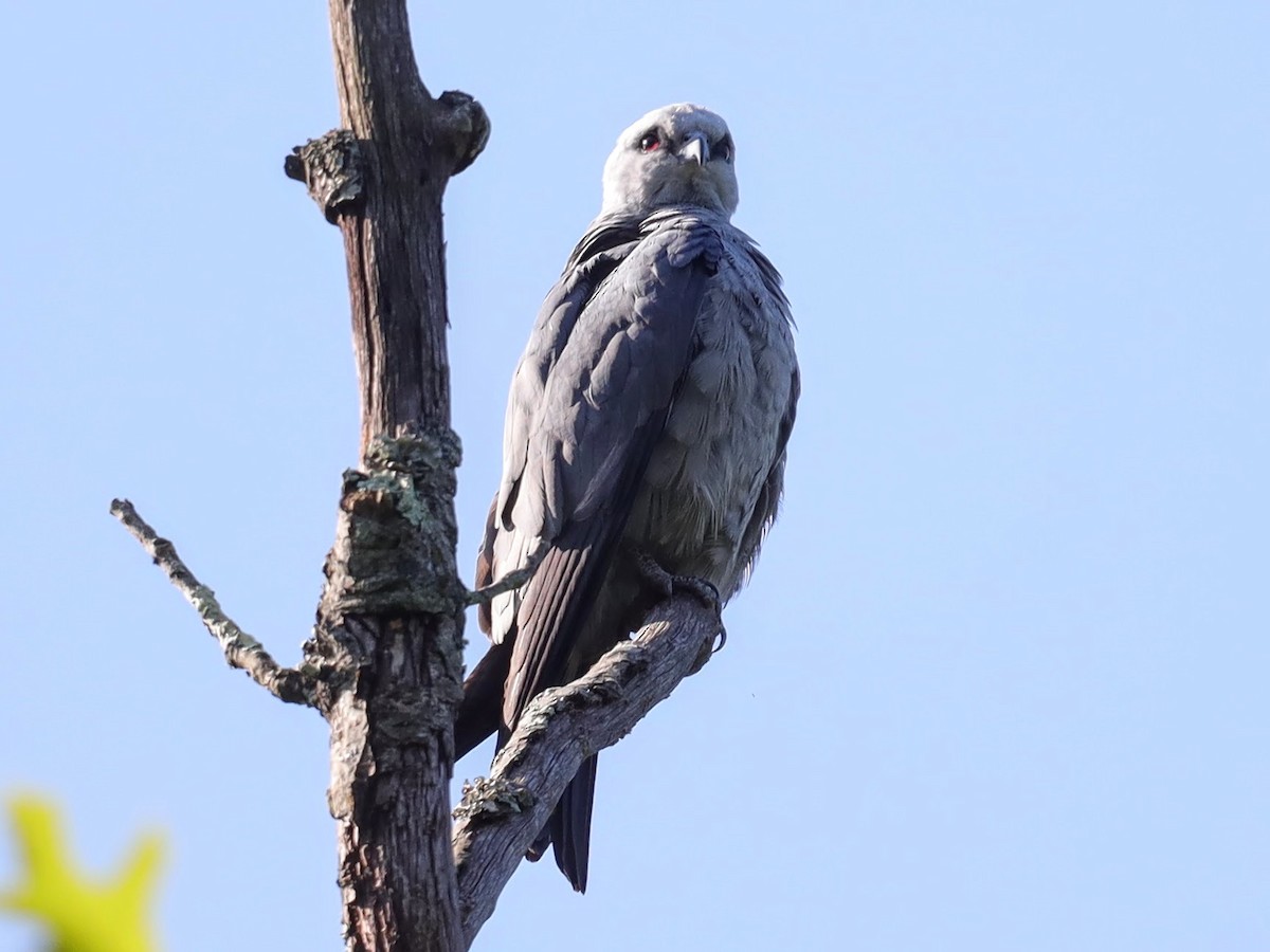 Mississippi Kite - ML639431356