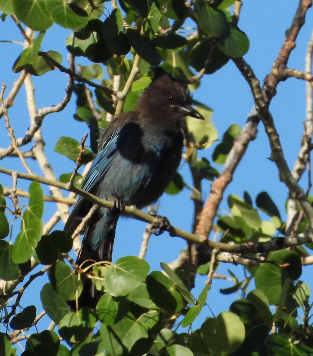 Steller's Jay - ML639431375