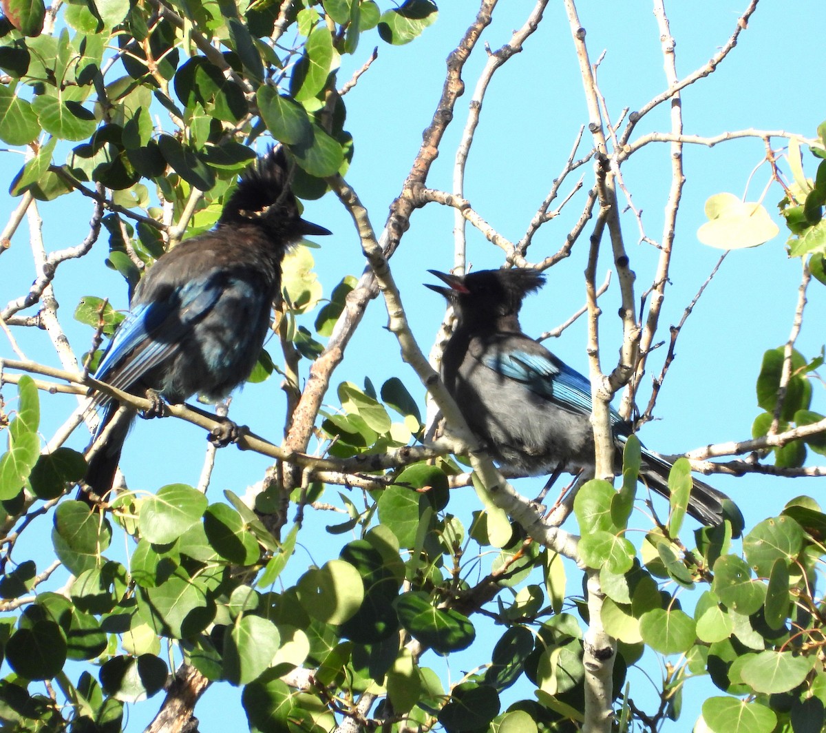 Steller's Jay - ML639431376