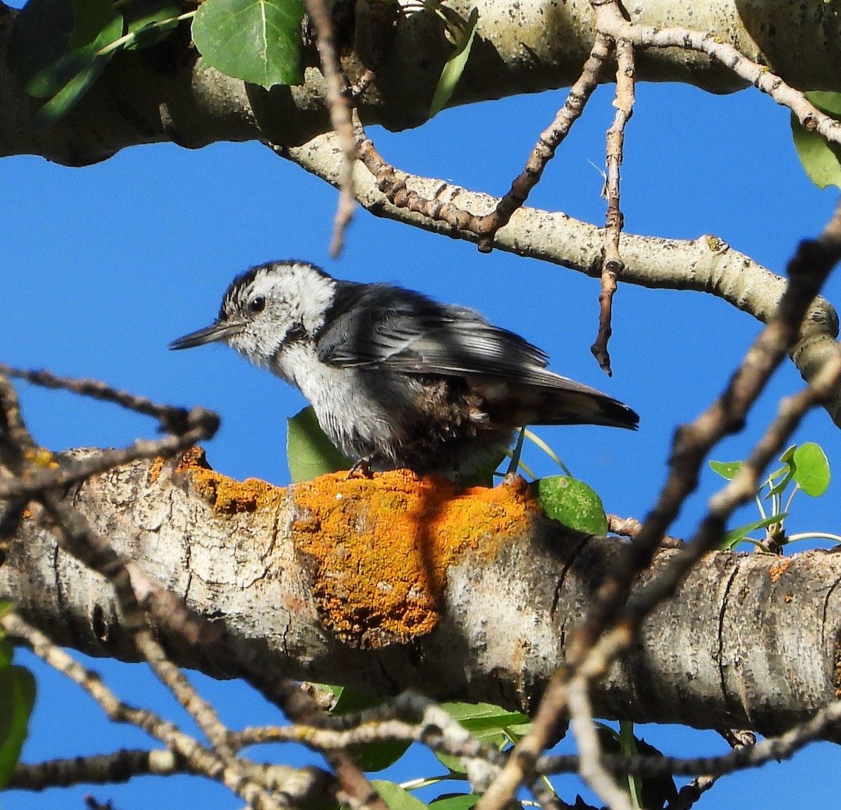 White-breasted Nuthatch - ML639431394