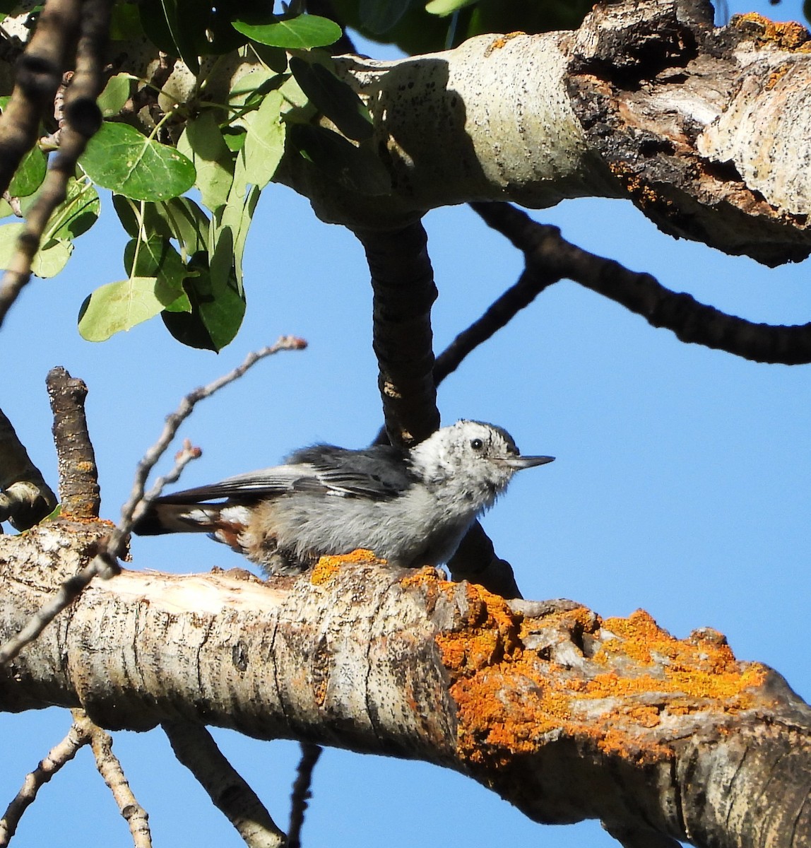 White-breasted Nuthatch - ML639431395
