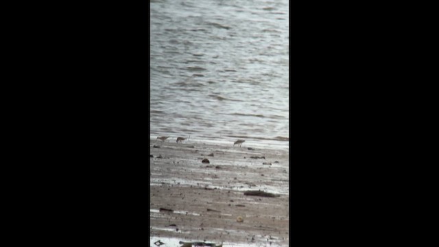 Graubrust-Strandläufer - ML639431440