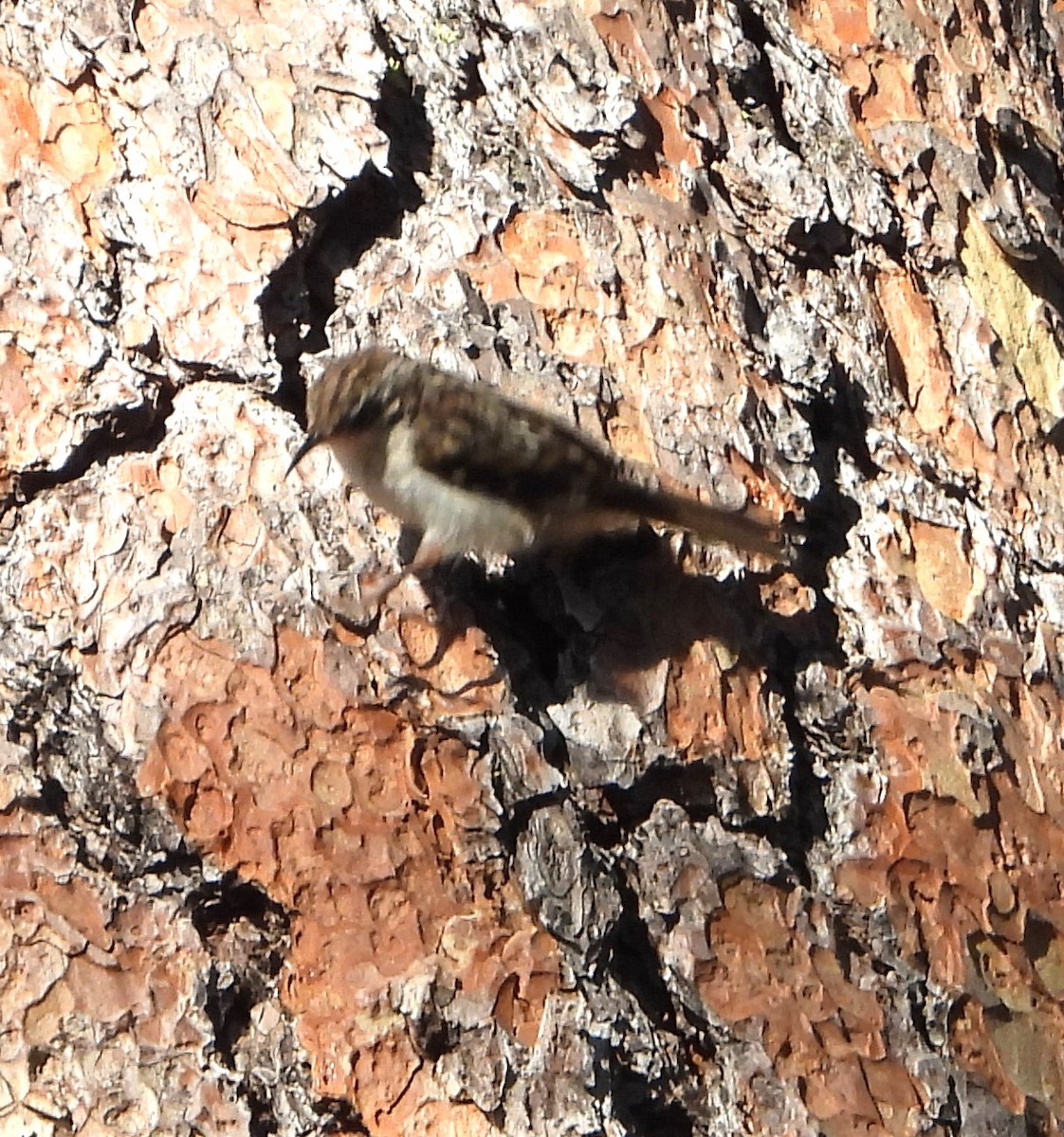 Brown Creeper - ML639431444