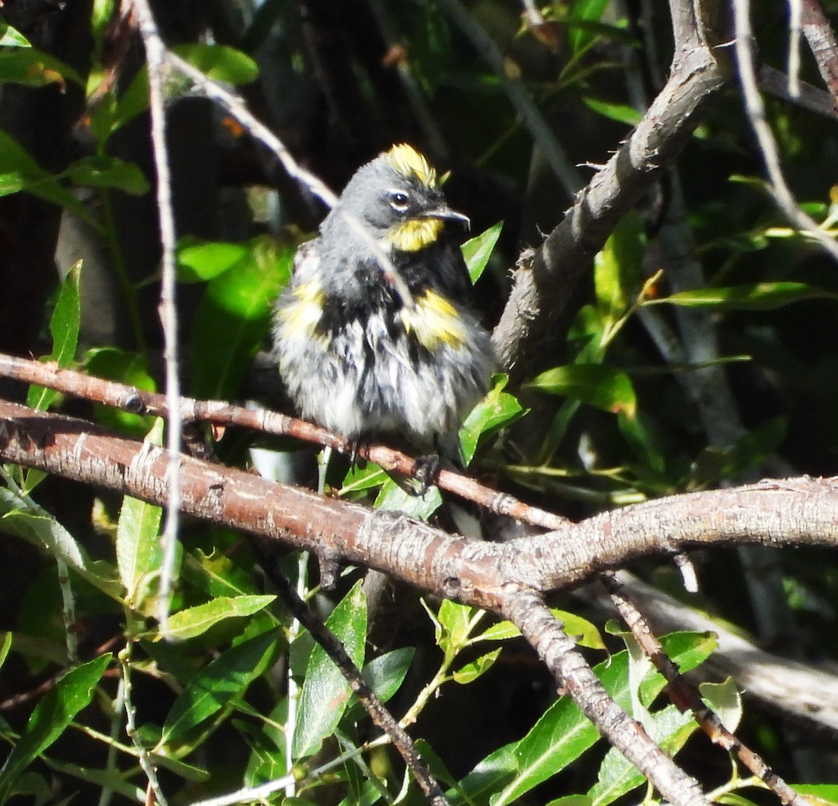 Yellow-rumped Warbler - ML639431471
