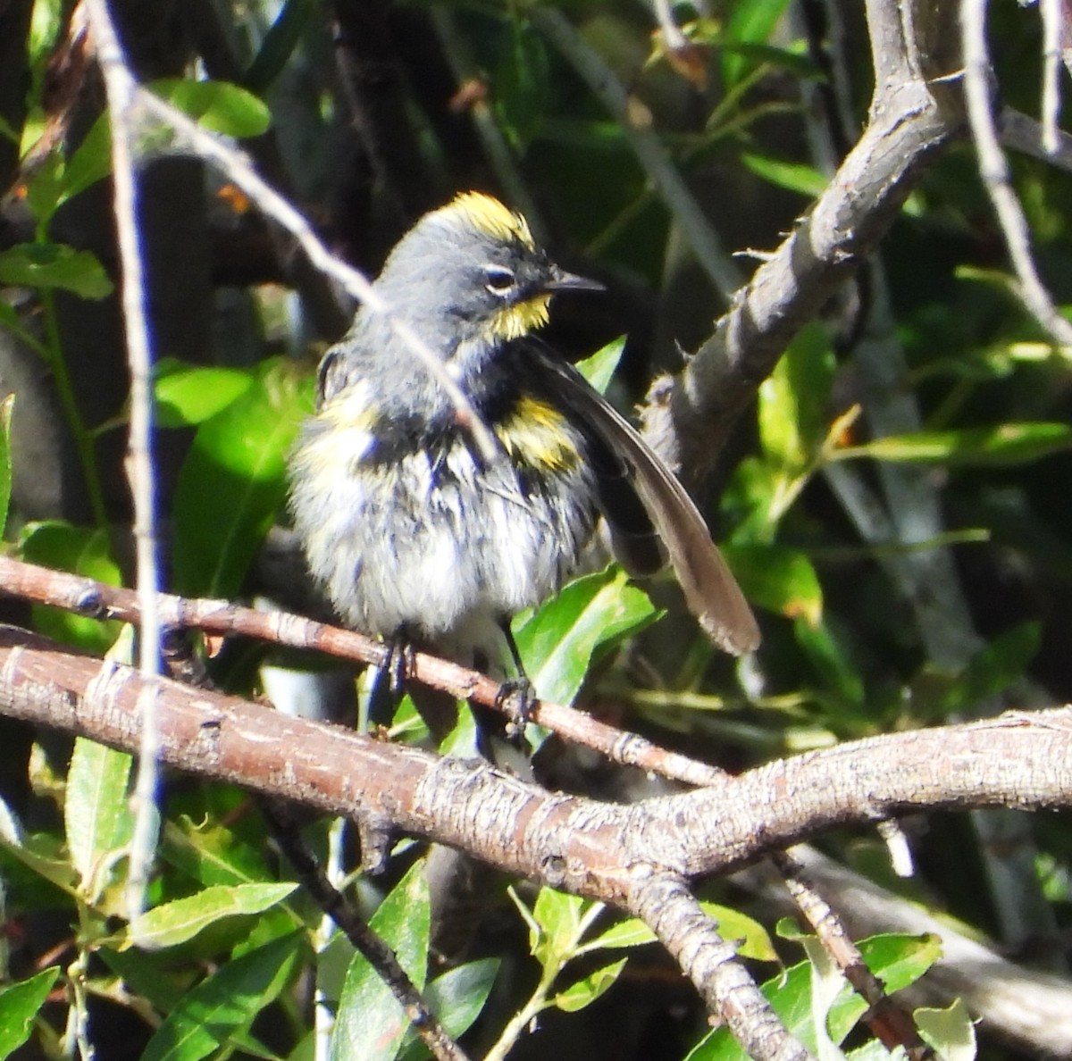 Yellow-rumped Warbler - ML639431472