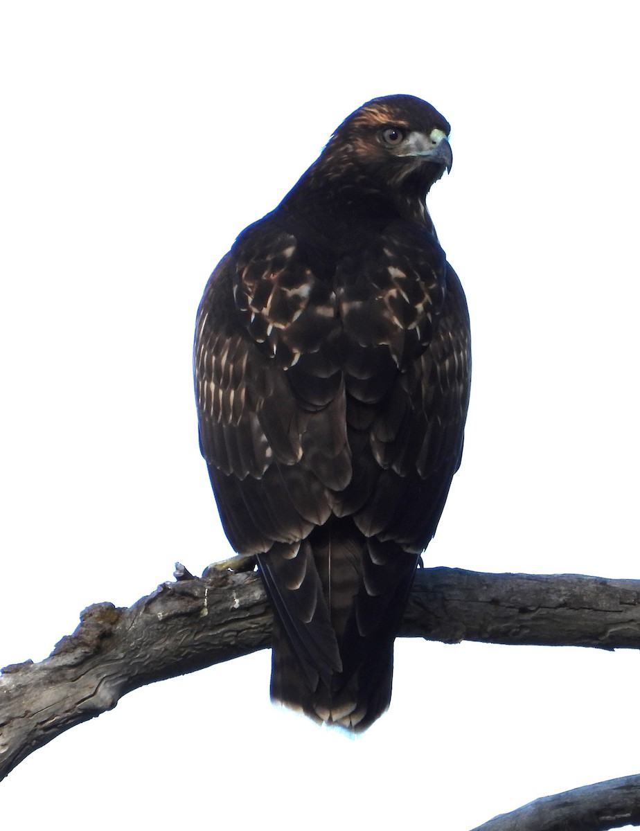 Red-tailed Hawk - ML639431484
