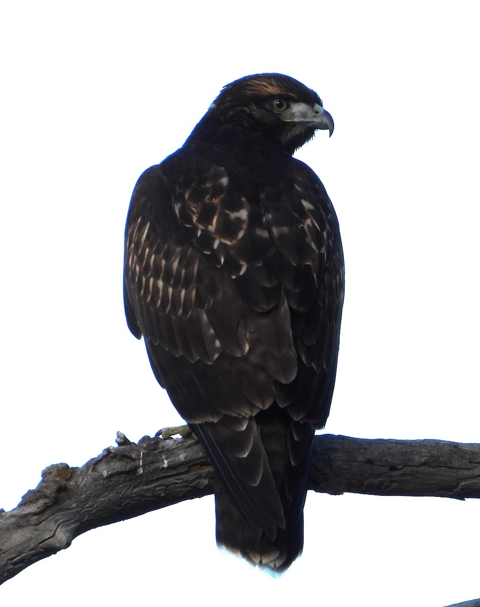 Red-tailed Hawk - ML639431485