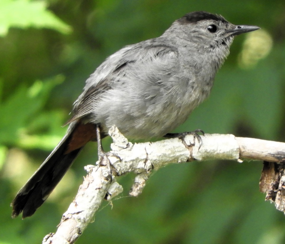 kattespottefugl - ML639431522
