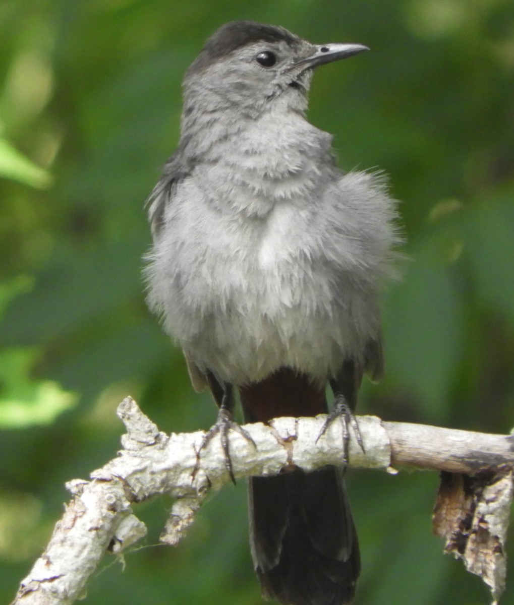 kattespottefugl - ML639431551