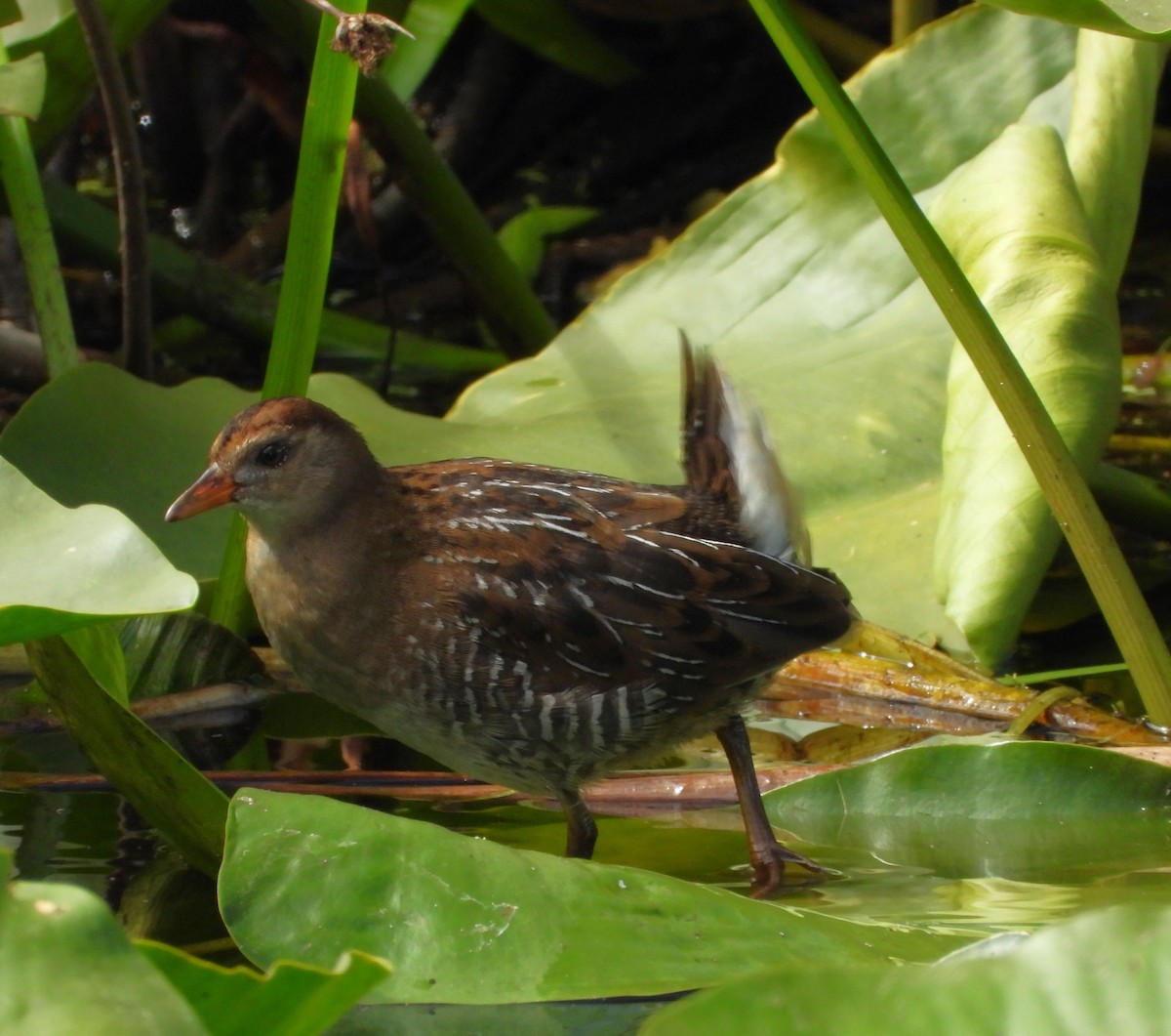 Sora - ML639431589