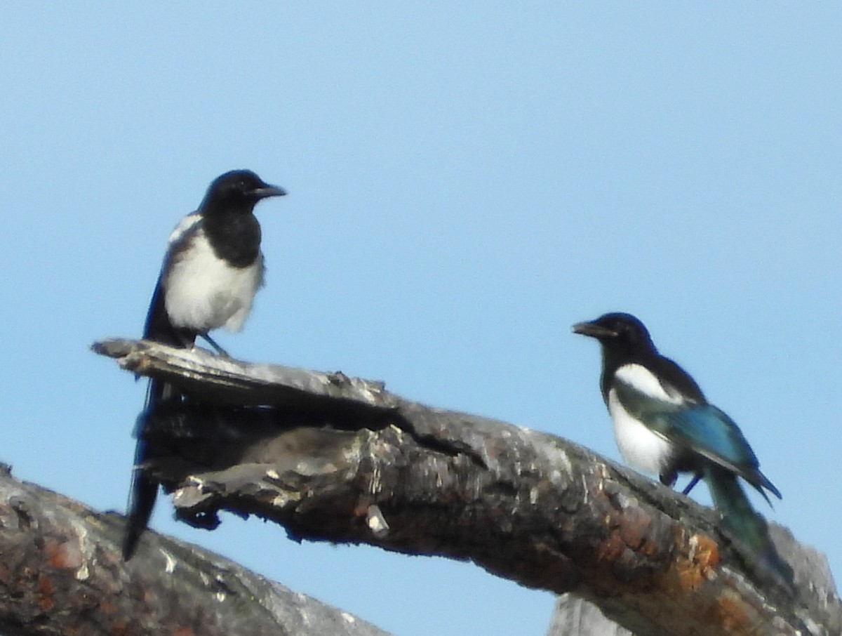 Black-billed Magpie - ML639431624