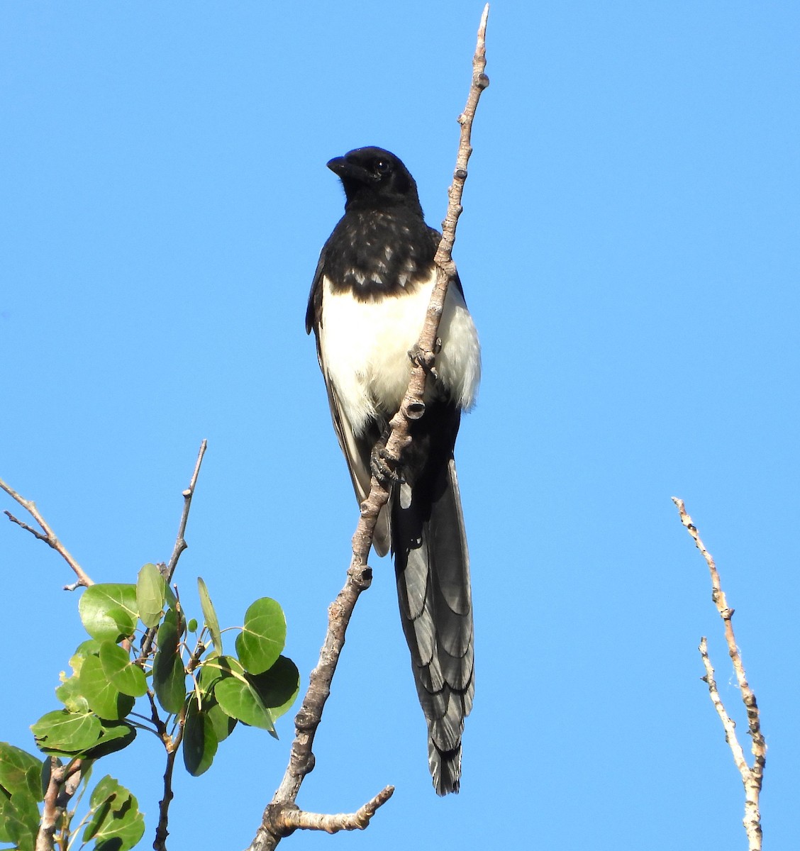 Black-billed Magpie - ML639431625