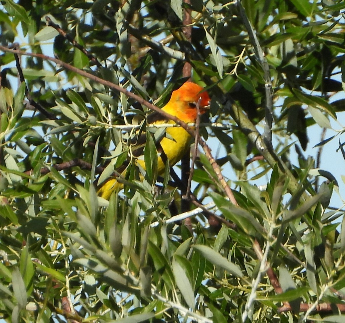 Western Tanager - ML639431665