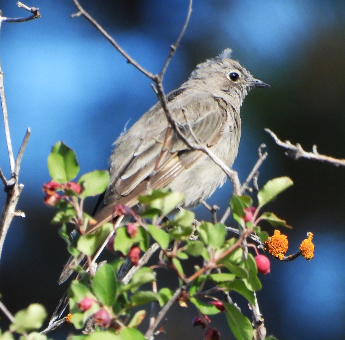 Townsend's Solitaire - ML639431762
